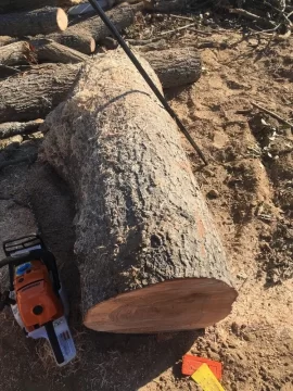 [Hearth.com] Guess this tree
