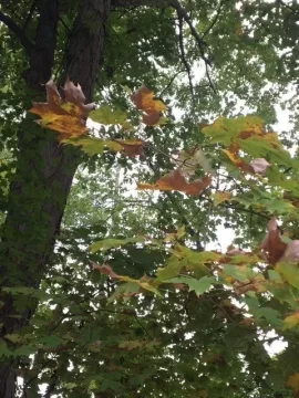 [Hearth.com] Maple tree disease?