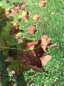 [Hearth.com] Maple tree disease?