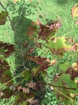 [Hearth.com] Maple tree disease?
