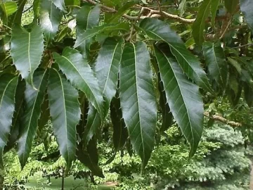 [Hearth.com] Guess this tree