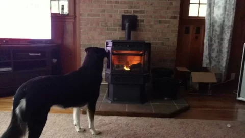 [Hearth.com] Napoleon NPS40 flame question