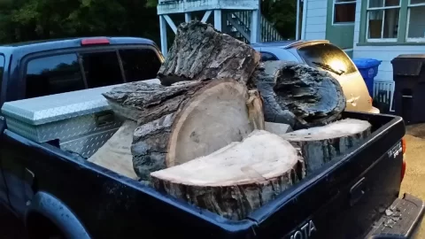 [Hearth.com] Tree id?
