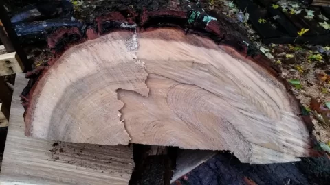 [Hearth.com] Tree id?