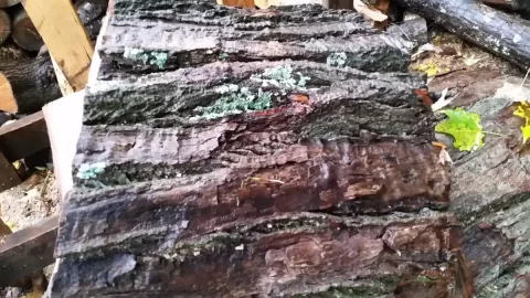 [Hearth.com] Tree id?