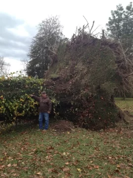 [Hearth.com] Largest Oak I've Ever Seen