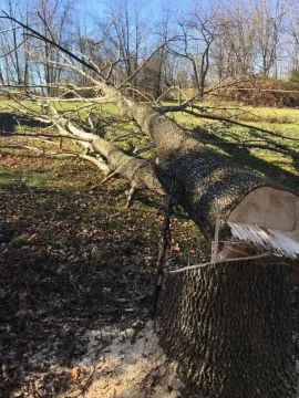 [Hearth.com] Three Tree Score