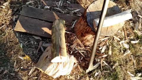 [Hearth.com] Moisture meter day 1 + super green spruce