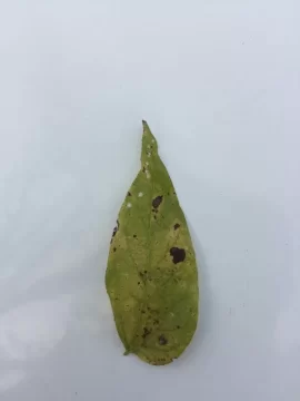 [Hearth.com] Is this Hackberry?