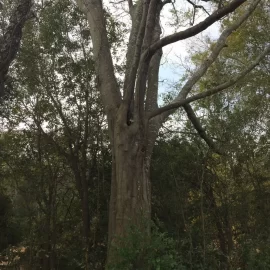 [Hearth.com] Is this Hackberry?