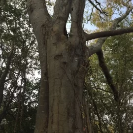 [Hearth.com] Is this Hackberry?