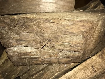[Hearth.com] What kind of wood is this?