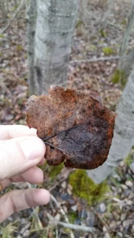 [Hearth.com] Wood id please
