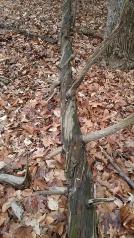 [Hearth.com] Should I bother with this pine?