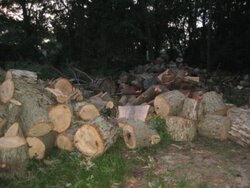 Wood Pile 3 (Resized).jpg