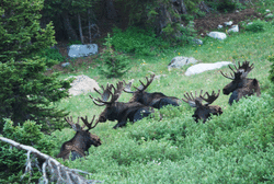 Northern New York Moose