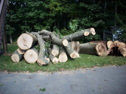 Advice on cutting large log