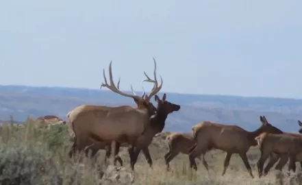 [Hearth.com] Desert elk herd