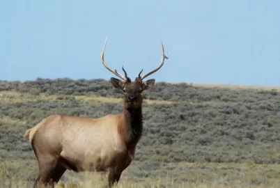 [Hearth.com] Desert elk herd