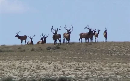 [Hearth.com] Desert elk herd