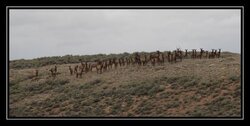 Desert elk herd