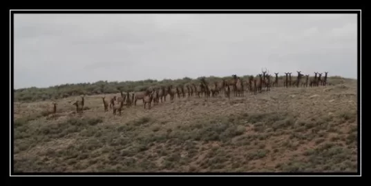 [Hearth.com] Desert elk herd