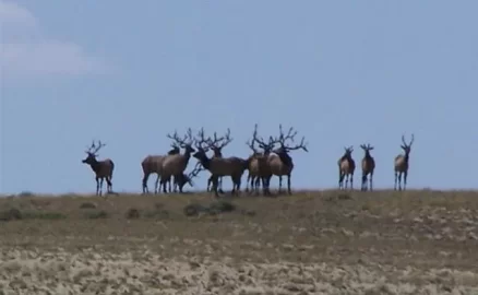 [Hearth.com] Desert elk herd