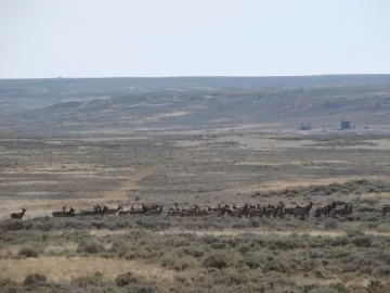 [Hearth.com] Desert elk herd