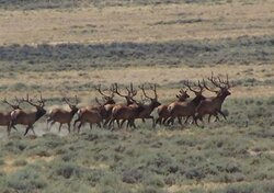 Desert elk herd
