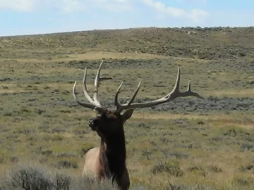 [Hearth.com] Desert elk herd