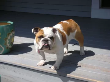 [Hearth.com] Lets see your "Best Friends"