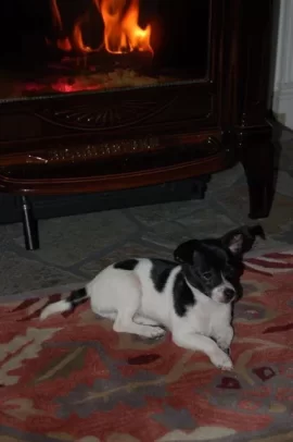 [Hearth.com] Lets see your "Best Friends"