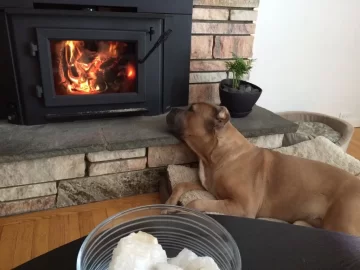 [Hearth.com] A dog's life...