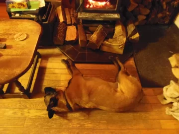 [Hearth.com] A dog's life...