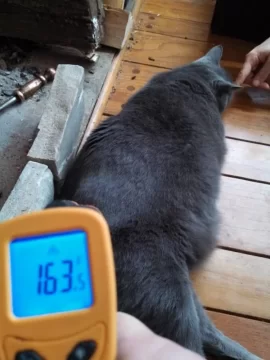 [Hearth.com] A dog's life...