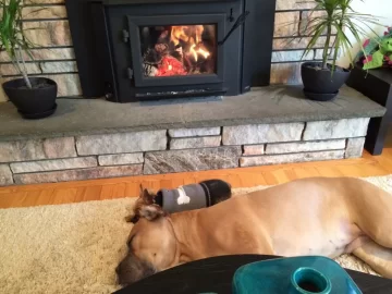 [Hearth.com] A dog's life...
