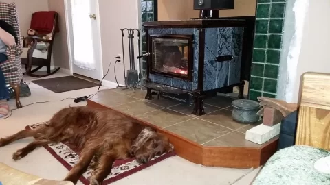 [Hearth.com] A dog's life...