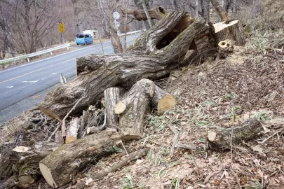 [Hearth.com] Found a bunch of oak!