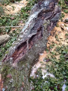 [Hearth.com] Weeping Cherry wood