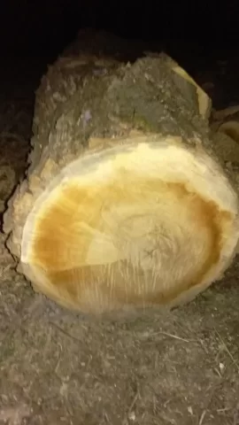 [Hearth.com] cut wood ID