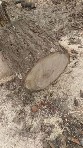 [Hearth.com] cut wood ID