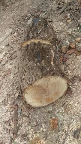 [Hearth.com] cut wood ID