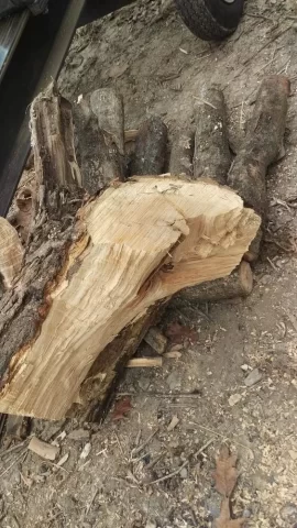[Hearth.com] cut wood ID
