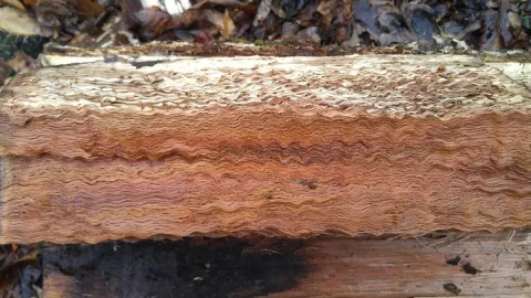 [Hearth.com] Gnarly Grain, Dude...
