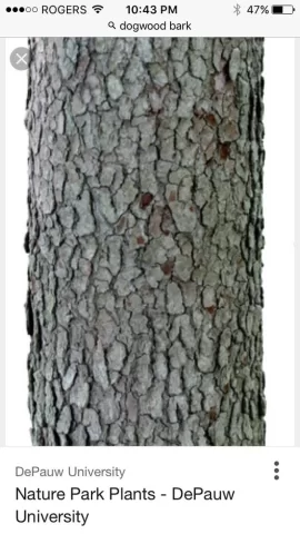[Hearth.com] Wood id please