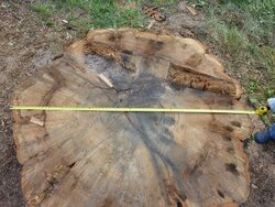 Huge oak score