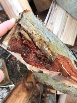 [Hearth.com] Was told this is pine