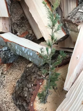 [Hearth.com] Was told this is pine