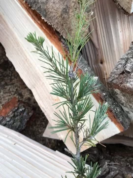 [Hearth.com] Was told this is pine