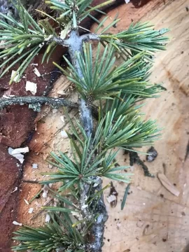 [Hearth.com] Was told this is pine